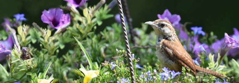 Wild Bird Centers of America